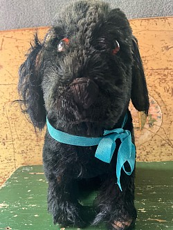 Black mohair Spaniel dog