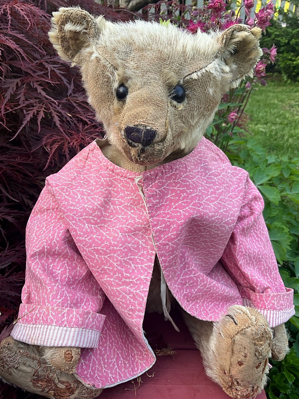 bear