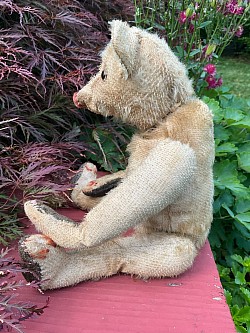 bear