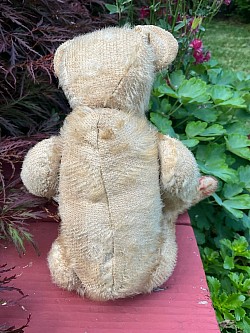 bear