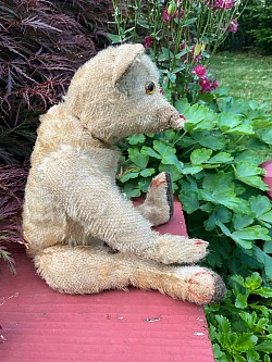 bear