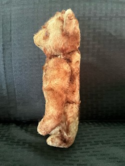 bear