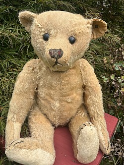 bear