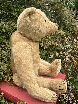 bear