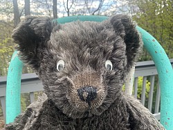 17” black bear