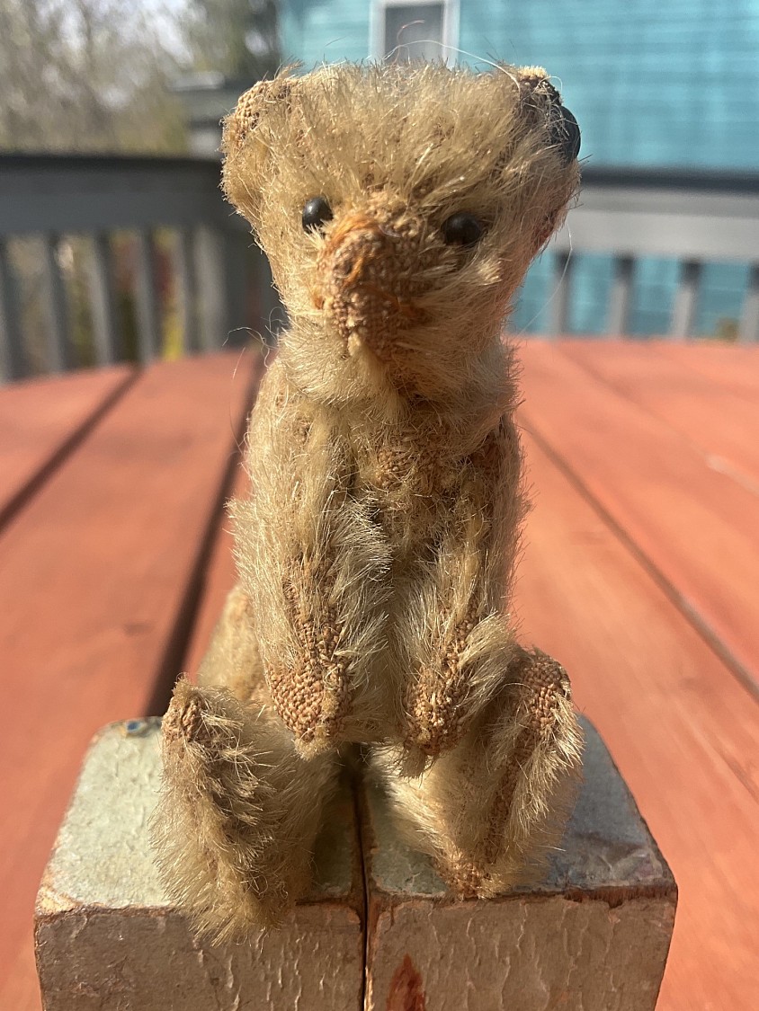 bear