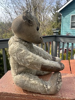 bear