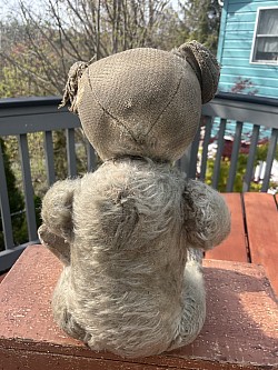 bear