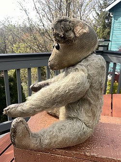 bear