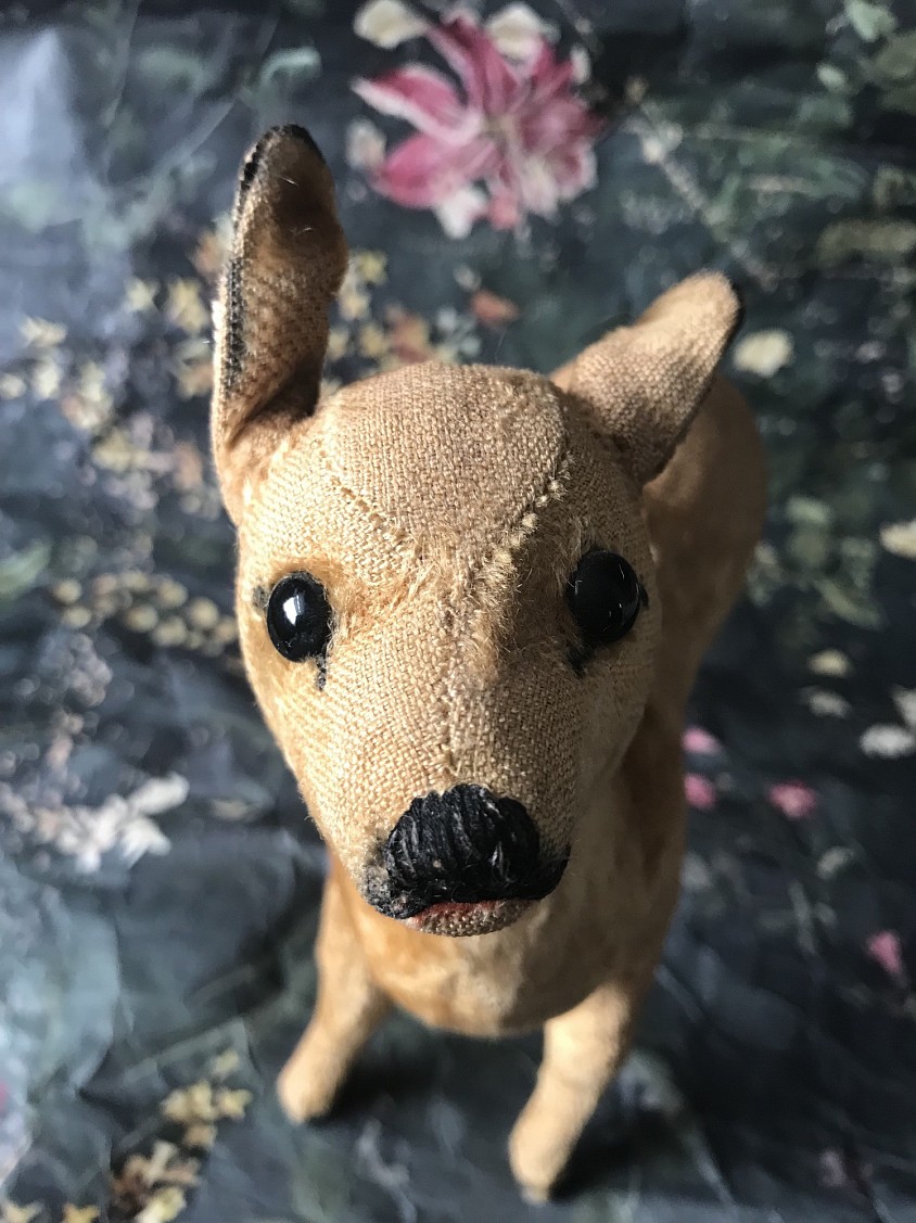 fawn