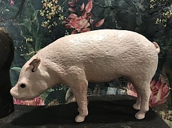 vintage butcher shop display pig